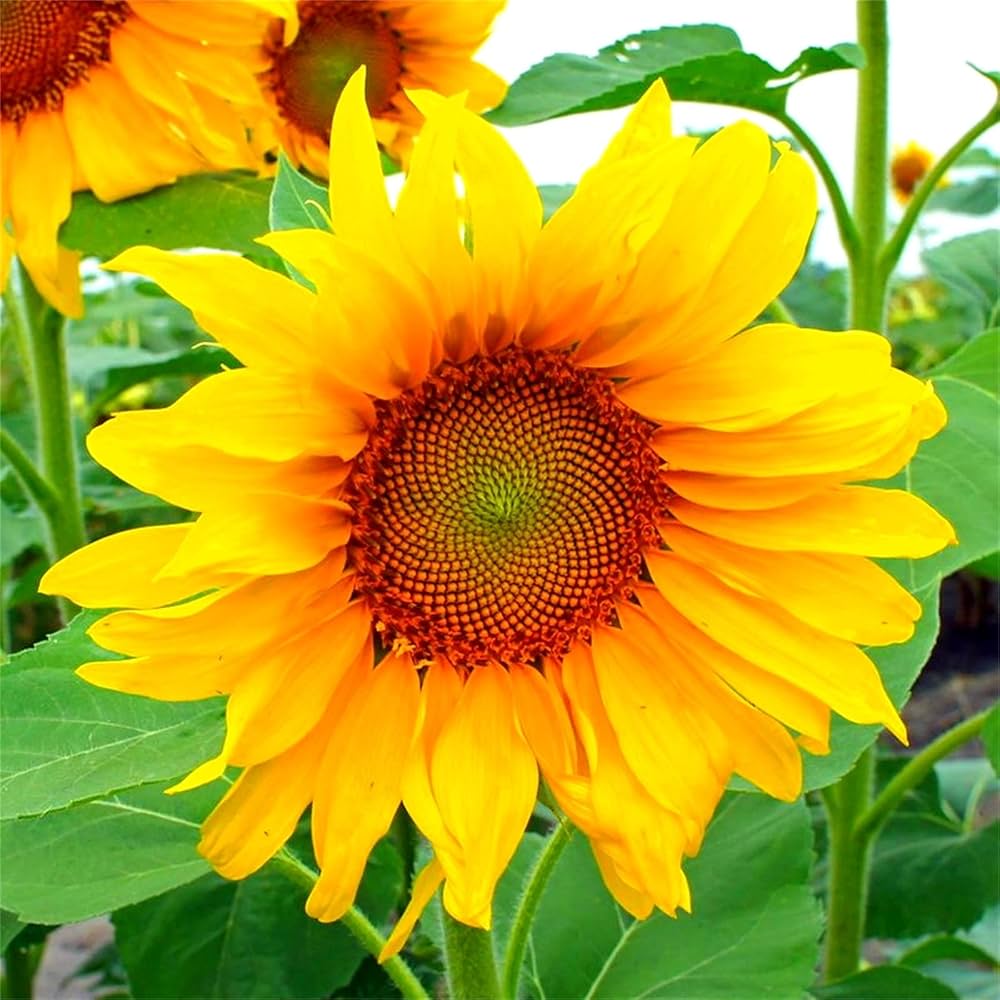 Wild (sunflower Helianthus annuus grauer streifen) for planting in garden